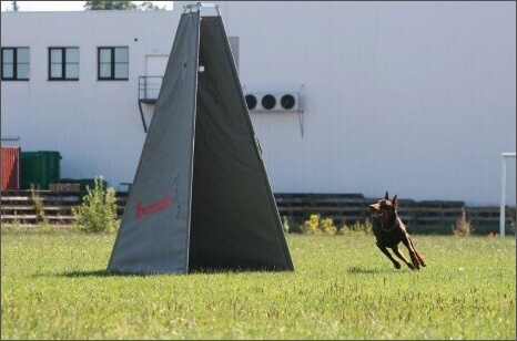 Sasha - Estonia championship 2007  in IPO 3